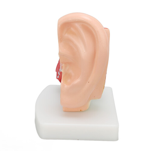 Human Ear Anatomical Model Clear Inner Ear Education Display 1