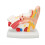 Human Ear Anatomical Model Clear Inner Ear Education Display 4