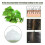 EELHOE Centella Sea Salt Shampoo Oil Control Dandruff 100g 3