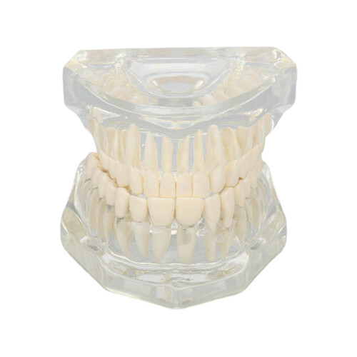Modello dentale trasparente per esposizione clinica