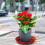 5Pcs Blomkruksbaser För Växter Inomhus 10