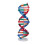 Kleurrijk DNA Dubbele Helix Educatief Model 5