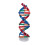 Kleurrijk DNA Dubbele Helix Educatief Model 2