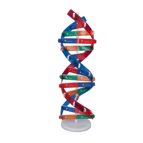 Kleurrijk DNA Dubbele Helix Educatief Model 1