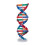 Kleurrijk DNA Dubbele Helix Educatief Model 3