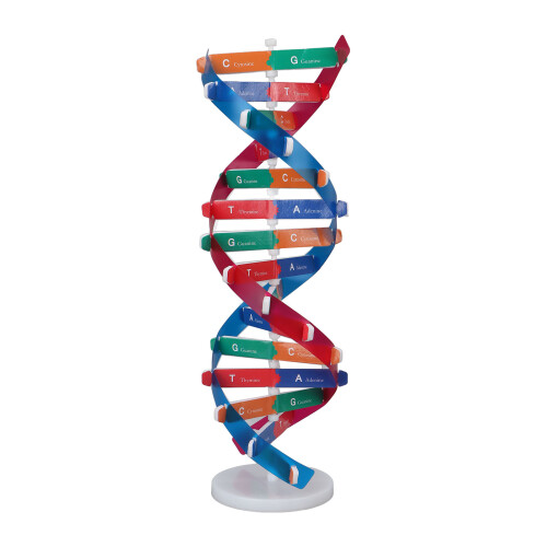 Kleurrijk DNA Dubbele Helix Educatief Model 2