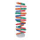Kleurrijk DNA Dubbele Helix Educatief Model 4