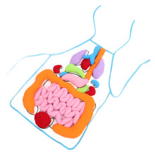 1 Set Mänskliga Inälvor 3D Organ Förkläde Läromedel