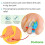 3 Pairs Soft Bunion Spacers Silicone Toe Separator 4