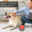 Entertaining Pet Training Sound Button Portable and Battery Powered 11