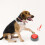 Entertaining Pet Training Sound Button Portable and Battery Powered 4
