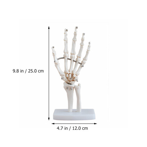 Vit PVC Handbenmodell Med Leder För Undervisning Och 1