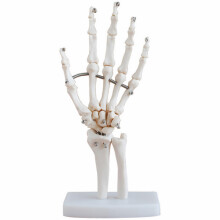 Hand Skeleton Model PVC Vit För Medicinsk Undervisning