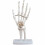 Hand Skeleton Model PVC Vit För Medicinsk Undervisning 1