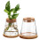 2St Växtförökningstation Vattenodling Glasflaskor Fot 330 Ml 1