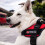 2St Polyester Märkpåse För Hundsele Med Do Not Pet Och Working Design 6