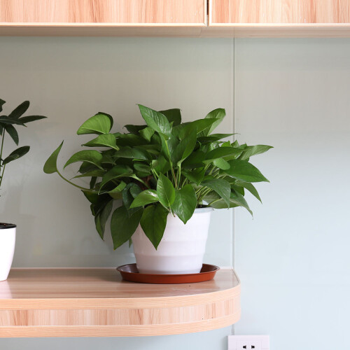 10Pcs Blomkruka För Fleshy Växtodling 2