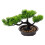 5Pz Bonsai Artificiali Per Ufficio O Casa 3