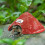 Herpeton Shelter For Toads Toads Lizards Tortoises-Green 7