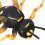 Wasp Bee Growth Cycle Model Toy: Educational Decor for Kids 4