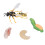 Wasp Bee Growth Cycle Model Toy: Educational Decor for Kids 15