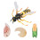 Wasp Bee Growth Cycle Model Toy: Educational Decor for Kids 2