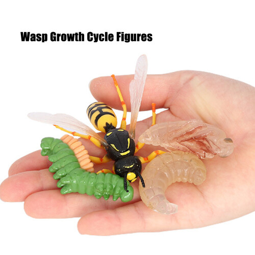 Wasp Bee Growth Cycle Model Toy: Educational Decor for Kids 2