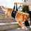 Pet Carriers for Elderly Disable Dog Harnesses Thicken Dog-M 3
