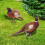 2 Sets Pheasant Gartenstab Bodeneinsatz Realistischer Hahn Acrylschild 9