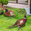 2 Sets Pheasant Gartenstab Bodeneinsatz Realistischer Hahn Acrylschild 7
