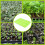 Germinadora Doble PP Alimenticio 32X22Cm 8