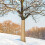 1 Roll Protector Wrap Breathable Windproof For Garden Trees 5