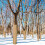 1 Roll Protector Wrap Breathable Windproof For Garden Trees 4