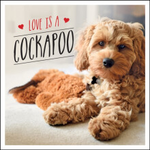 Love is a Cockapoo by Charlie Ellis Hardcover Book