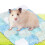 2 Pcs Repouso Refrescante Para Animais Hamster Coelho 8