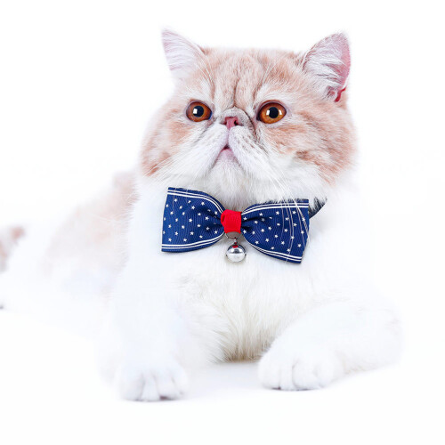 Pet Dot Halsband Katt Kattunge Mörkblå 2