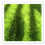 Césped Artificial 15X15Cm Para Miniatura Maceta 8