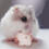 15 Pcs Pet Grinding Stone Hamster Toy Molar Bite Resistant Small 8