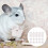 15 Pcs Pet Grinding Stone Hamster Toy Molar Bite Resistant Small 6