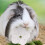 15 Pcs Pet Grinding Stone Hamster Toy Molar Bite Resistant Small 10