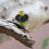 collier anti- pour petits oiseaux perroquets 4 pièces 5