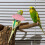 collier anti- pour petits oiseaux perroquets 4 pièces 3