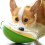 Interactive Mental Exercise Dog Toy Rollable Ball Slow Feeder 7