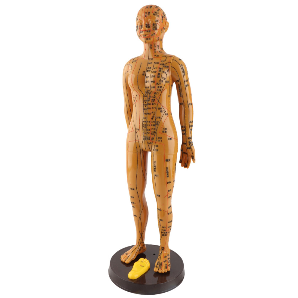 (Female Model) Female Human Body Acupuncture Model Copper Meridians Point Model