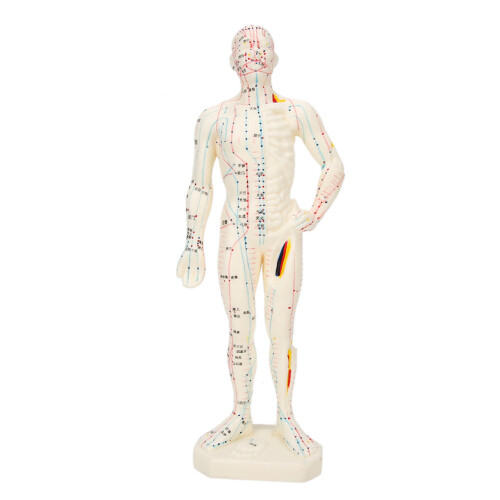 26cm PVC-Akupunktur-Körpermodell Lehrmodell
