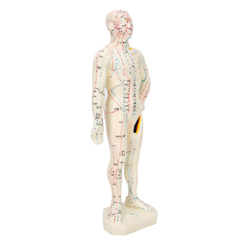 26cm PVC-Akupunktur-Körpermodell Lehrmodell 2
