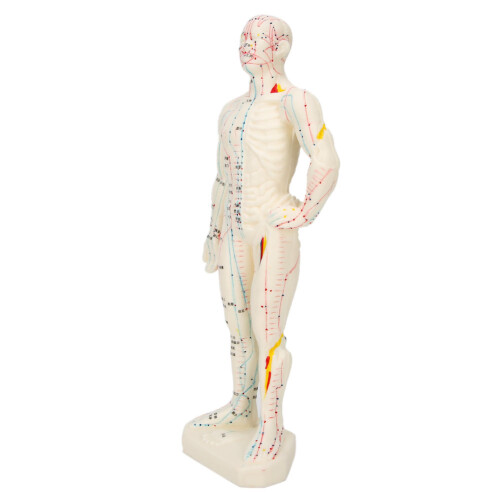 26cm PVC-Akupunktur-Körpermodell Lehrmodell 1