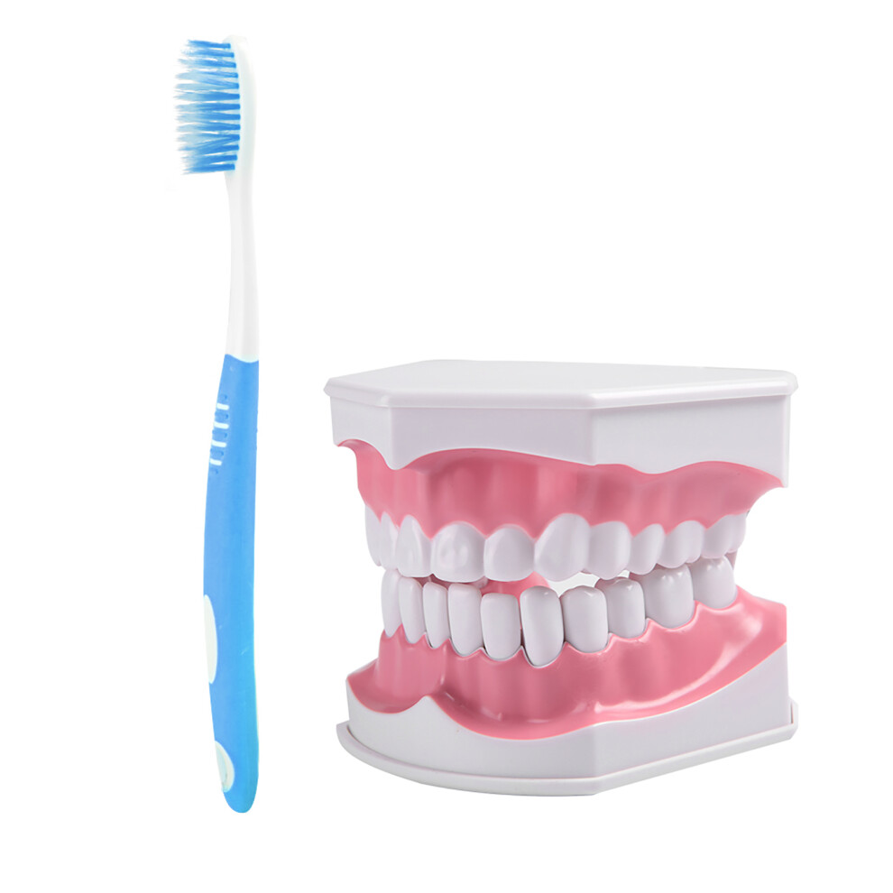 Adult Dental Teeth Model with Removable Teeth Teaching Tool