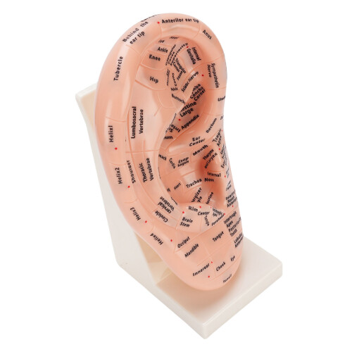 Ear Acupuncture Model Educational Lab Massage with Stand 2