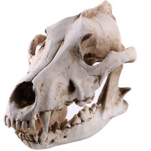 SZTXJ Wolf Skull Resin Craft Replica Wolf Skeleton Model Halloween Party Decor Ornament